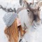 Катание на северных оленях - Подарки в Екатеринбурге, подарочные сертификаты | интернет-магазин подарков с доставкой