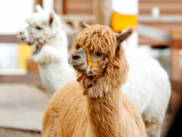 Ферма альпак в Екатеринбурге - Подарки в Екатеринбурге, подарочные сертификаты | интернет-магазин подарков с доставкой