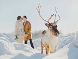 Свидание в оленьем питомнике - Подарки в Екатеринбурге, подарочные сертификаты | интернет-магазин подарков с доставкой