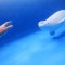 Дайвинг с дельфинами или белухой - Подарки в Екатеринбурге, подарочные сертификаты | интернет-магазин подарков с доставкой