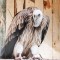 Хищные птицы Знакомство в питомнике - Подарки в Екатеринбурге, подарочные сертификаты | интернет-магазин подарков с доставкой