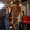 Конные прогулки Катание на лошадях - Подарки в Екатеринбурге, подарочные сертификаты | интернет-магазин подарков с доставкой