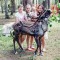 Катание на северных оленях - Подарки в Екатеринбурге, подарочные сертификаты | интернет-магазин подарков с доставкой