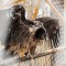 Хищные птицы Знакомство в питомнике - Подарки в Екатеринбурге, подарочные сертификаты | интернет-магазин подарков с доставкой
